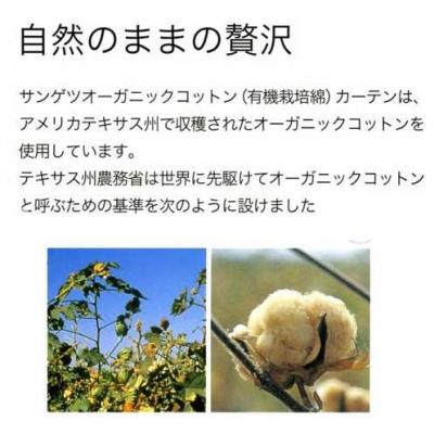 CK453 写真